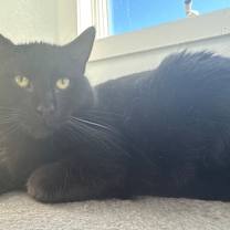 Thumbnail photo of Brim #1