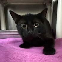 Thumbnail photo of Brim #2