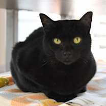 Thumbnail photo of Akira #1