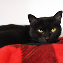 Thumbnail photo of Akira #2