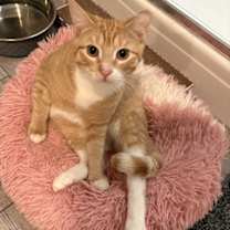 Thumbnail photo of Chad #1