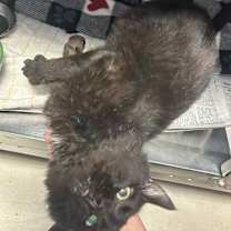 Thumbnail photo of Iggy #2