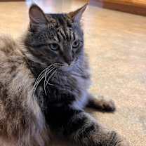 Thumbnail photo of Merlin #1