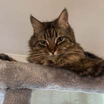 Thumbnail photo of Merlin #3