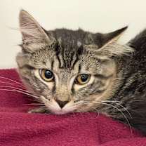 Thumbnail photo of Allison #1