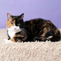 Thumbnail photo of Celeste #1