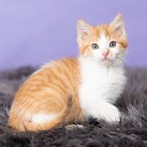 Thumbnail photo of En Fuego #1