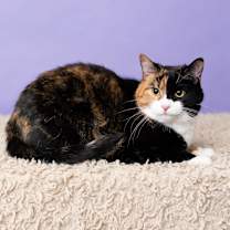 Thumbnail photo of Celeste #2