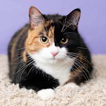 Thumbnail photo of Celeste #3