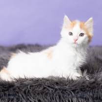 Thumbnail photo of Pálido #3