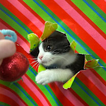 Thumbnail photo of Dennis #2