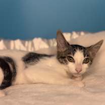 Thumbnail photo of Vienna #1