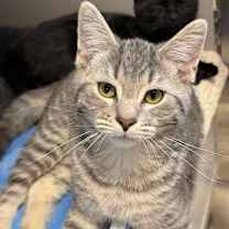 Thumbnail photo of Oz 250970 #1