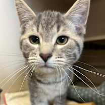 Thumbnail photo of Oz 250970 #2