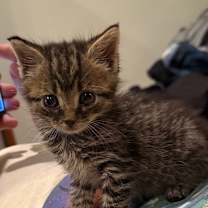 Thumbnail photo of Hansel & Gretel #2