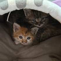 Thumbnail photo of Hansel & Gretel #3