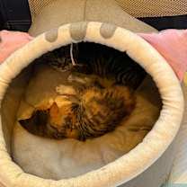 Thumbnail photo of Hansel & Gretel #4