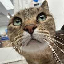 Thumbnail photo of Cleo #4