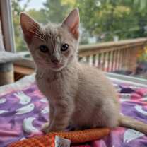 Thumbnail photo of Orange Creamsicle #4