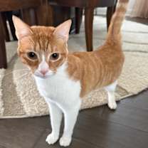 Thumbnail photo of Milo #1