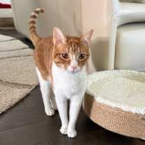 Thumbnail photo of Milo #2