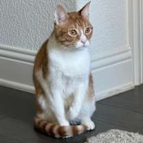 Thumbnail photo of Milo #3