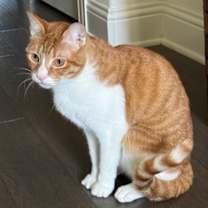 Thumbnail photo of Milo #4