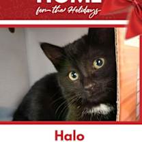 Thumbnail photo of Halo #1