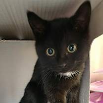 Thumbnail photo of Halo #3