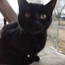 Thumbnail photo of Olive #3