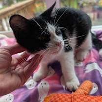 Thumbnail photo of Indie #1