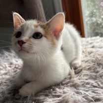 Thumbnail photo of Ina Garten #1