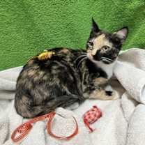 Thumbnail photo of Wendy #4