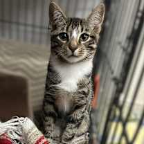 Thumbnail photo of Frankie #2