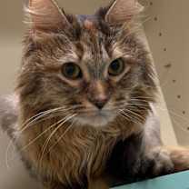 Thumbnail photo of Brianna (Ellie) #1