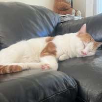 Thumbnail photo of Tiger #1