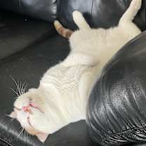 Thumbnail photo of Tiger #2