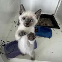 Thumbnail photo of Kiki #4