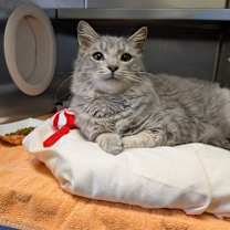 Thumbnail photo of Mothra #2