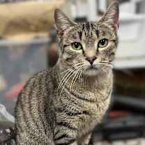 Thumbnail photo of Lila #3