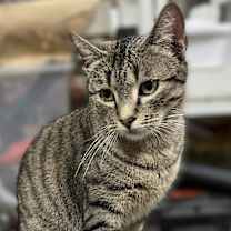 Thumbnail photo of Lila #4