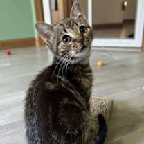 Thumbnail photo of Squeak #3