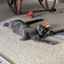 Thumbnail photo of Stoney FOSTER #1