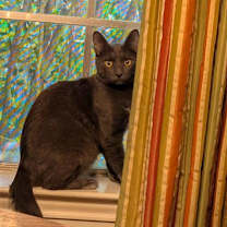 Thumbnail photo of Stoney FOSTER #2