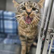 Thumbnail photo of Cosmo #1