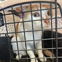 Thumbnail photo of Lady Raincorn #2