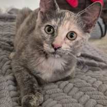 Thumbnail photo of Luna - Petsmart Plantation Foster Home #1