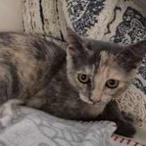 Thumbnail photo of Luna - Petsmart Plantation Foster Home #2