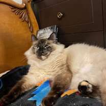 Thumbnail photo of Simone #2