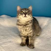 Thumbnail photo of Green Bean #1